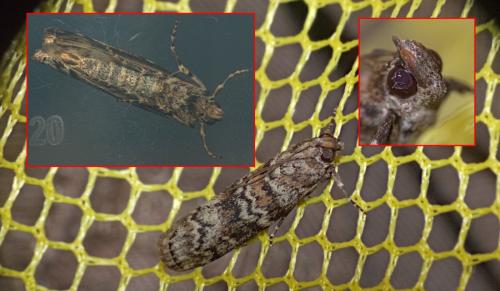 Réf. 303 056 : Dioryctria sp.